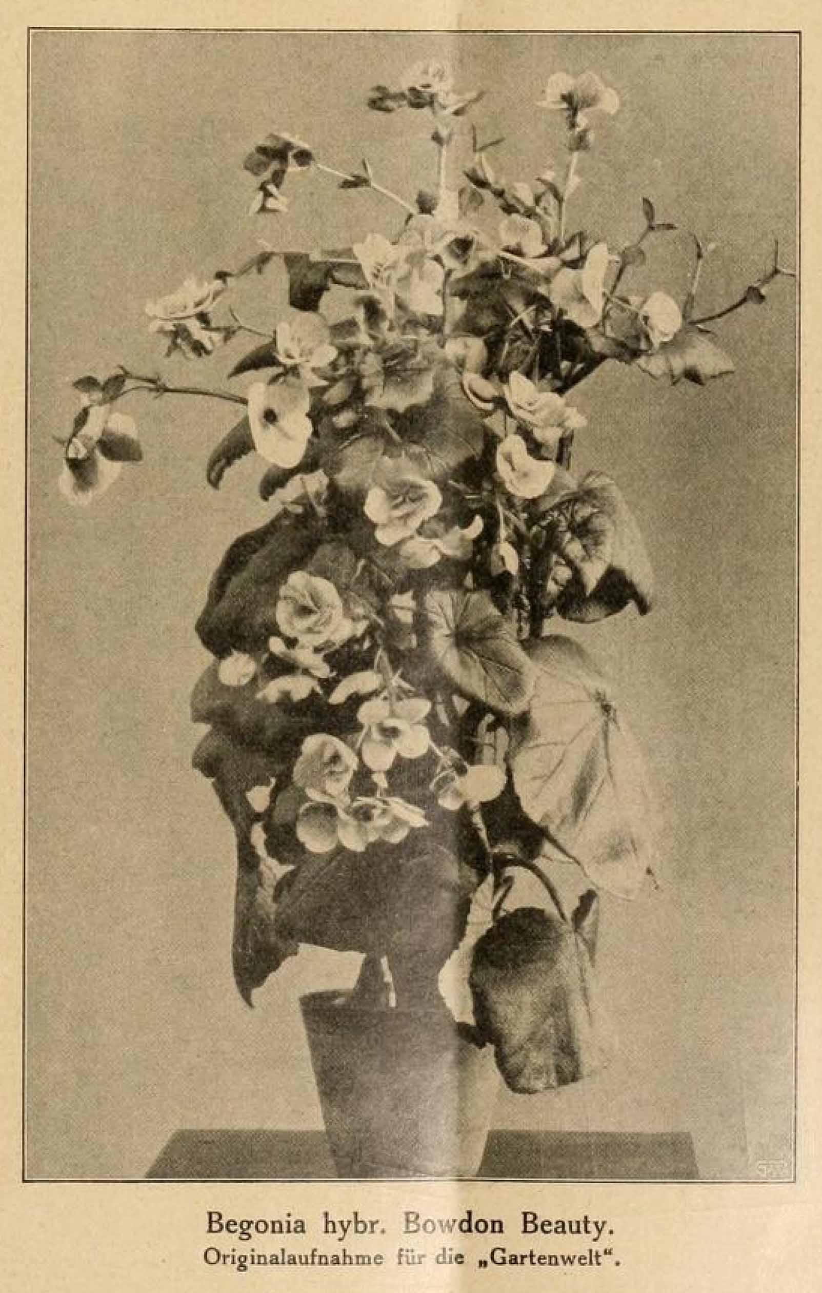 B. ‘Bowden Beauty’